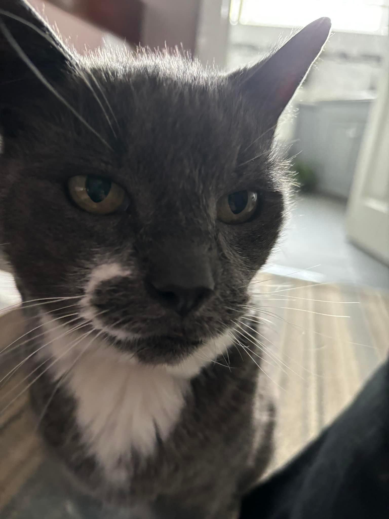 Happy pet (placeholder)